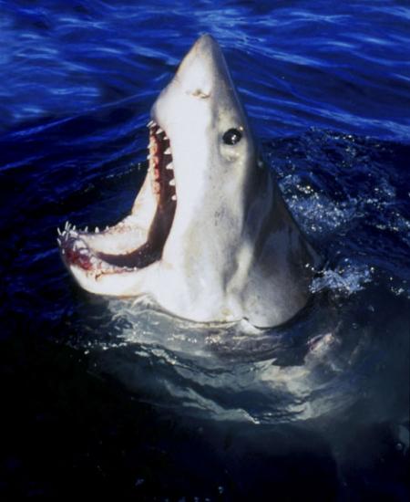 whaouuuuu  !! il a faim