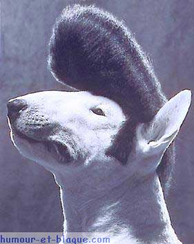 chaud le chien
