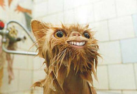 il est bo ce chat!! sourire!!