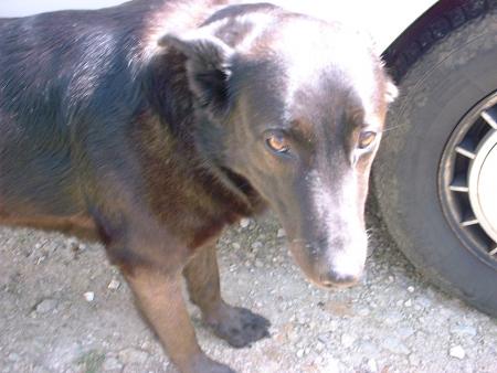 ma chienne encor