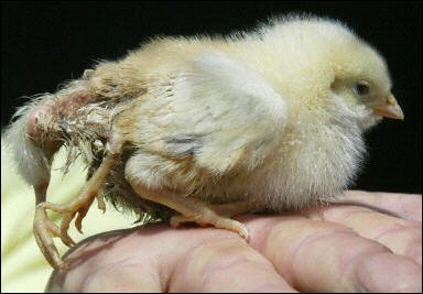 poussin a 4 patte  se né pa un trucage!!!