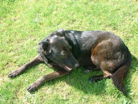 mon chien encor