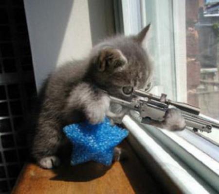 le petie sniper chat  !! tof trop connue