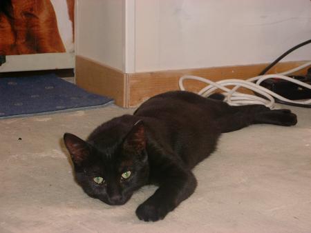 MORFINE MA CHATTE