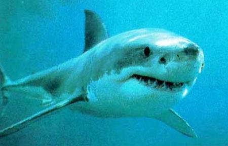 les dent de la mer ?????