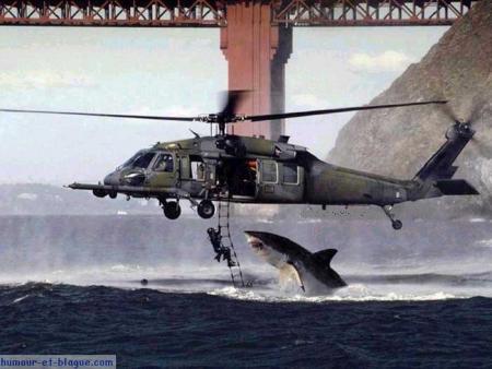 re re requin ?????