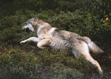 des manif contre l abatage du loup