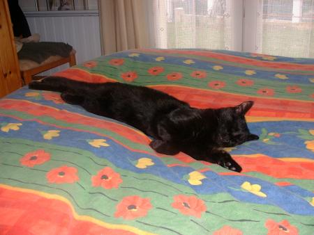 morfine mon chat