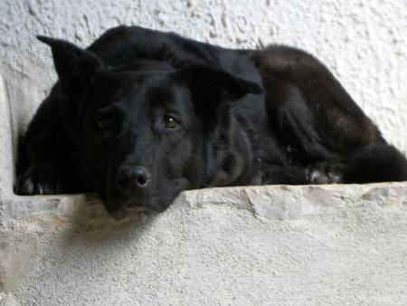 re c moi loki, !! c ma chienne