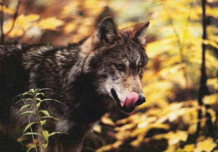 il a faim aparamen